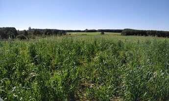 Imagem 2: Lapa - 50 Alqueires - Plantando 18 alqueires