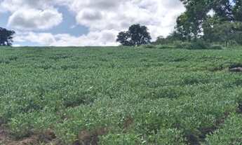 Imagem 3: Chácara de 7 hectares. Rochedinho. Boa de água. 43 km de Campo Grande