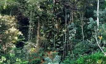 Imagem 3: Terreno enorme com muita benfeitoria em rua fechada e pavimentada