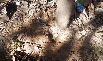 Imagem 5: Lote Caldas Novas 360m2