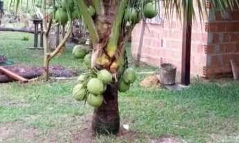 Imagem 7: Sítio em Presidente Figueiredo