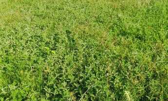 Imagem 4: Vendo casa com terreno grande em Sto Amaro do - MA