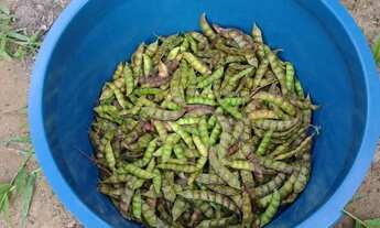 Imagem 4: Vendo sítio ou troco x casa em Ribeirão preto