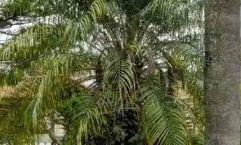 Imagem 3: Chácara com 6 dormitórios à venda, 1000 m² por R$ 1.325.000,00 - Parque São Gabriel - Itat