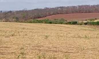 Imagem: FAZENDA 40 ALQUEIRES TD EM CANA O MELHOR