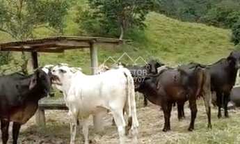 Imagem 6: Teófilo Otoni - Fazenda - São Francisco