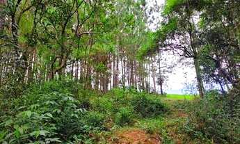 Imagem 3: SÍTIO DE 2 HECTARES NA PARADA 89 DA RS020