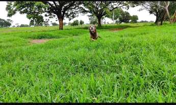 Imagem 7: VENDO FAZENDA EM ITORORÓ BOA EM REPRODUÇÃO DE GADO