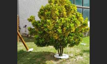 Imagem 5: Vendo apartamento com 68m2 com 3 quartos sendo 1 suite com lazer completo no coração da ma