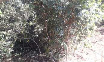 Imagem 4: Sitio Chácara com venda por R$150.000