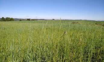 Imagem 4: Lapa - 50 Alqueires - Plantando 18 alqueires