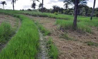 Imagem 2: Fazenda Nazaré das Farinha otima localizacao