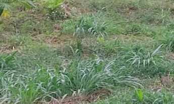 Imagem 7: Terreno para chácara em Juquiá