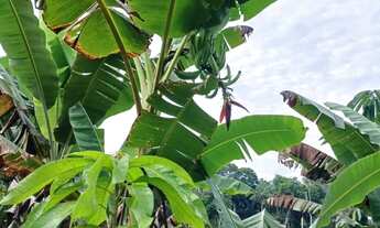 Imagem 2: Vendo terreno na BR 174 ZF 6