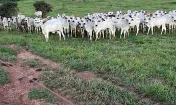 Imagem 2: Fazenda à Venda 2.745 hectares em Porto Esperidião - MT