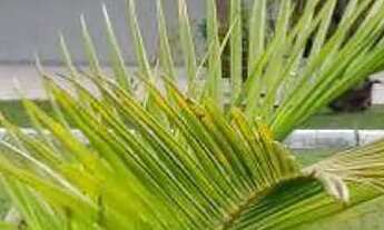 Imagem 2: Casa/ sobrado com piscina e 4 dormitórios ( sendo que 2 são suítes) para alugar, 350 m² po