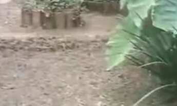 Imagem 3: Sítio Chácara com venda por R$300.000