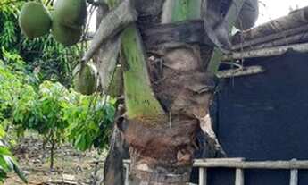 Imagem 5: Vendo sitio muito barato!