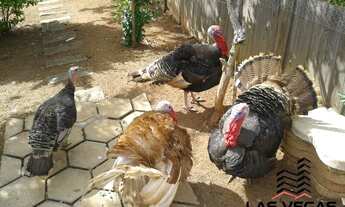 Imagem 3: Chácara na Região de Extrema - MG com 3 quartos á venda, 4.800 m²