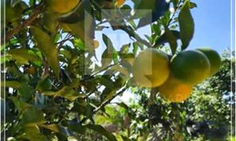 Imagem 5: Chácara com 11.700 m² no condomínio Veredas do Lago em Trindade GO