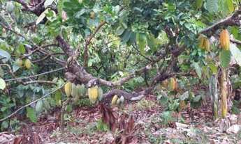 Imagem 4: V) Vende-se Fazenda próximo a Itajuípe