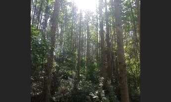 Imagem 3: 23 Hectares com eucalipto, valor 530,000,00