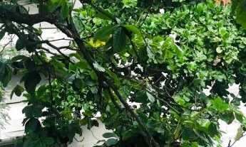 Imagem 3: Apartamento em Leblon