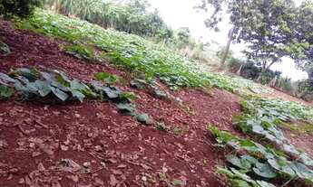 Imagem 2: 153. Chácara com rio no Distrito De Bonfim - Jaraguari/MS