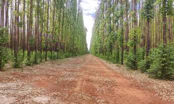 Imagem: Fazenda de eucalipto 6.300hect em Bonito