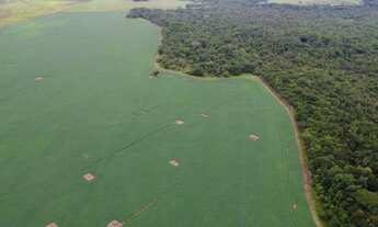 Imagem 7: Fazenda 42 alqueires Itaberaí Goiás