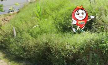 Imagem: Vendo lote na Praia Brava, com escritura