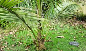 Imagem 5: Vendo Casa em Rua Nobre de Amargosa