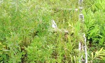 Imagem 3: Terreno 10x30 litoral Sul