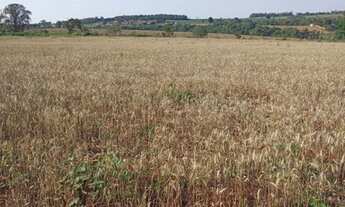 Imagem 3: Sítio com 6,5 Alqueires ou 157.300,00 metros, Quadra/SP