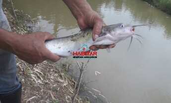 Imagem 7: Lindo sítio com muita água corrente, Terreno com 4.500 metros