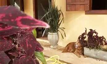 Imagem 6: SITIO EM PIRENOPOLIS VENDO OU ALUGO