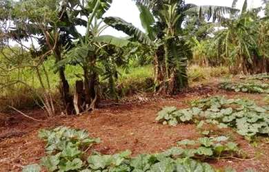 Imagem 4: 153. Chácara com rio no Distrito De Bonfim - Jaraguari/MS