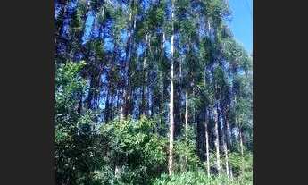 Imagem 7: 23 Hectares com eucalipto, valor 530,000,00
