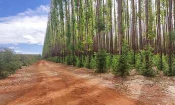 Imagem 4: Fazenda de eucalipto 6.300hect em Bonito de minas 180 milhões