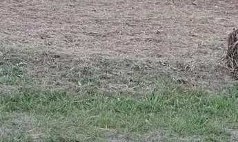 Imagem 2: VENDO TERRENO EM MANACAPURU