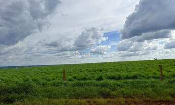 Imagem 4: FAZENDA À VENDA REGIÃO DE NOVA MUTUM MT