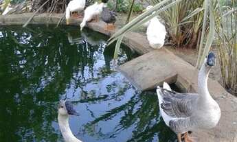 Imagem 4: Chácara na Região de Extrema - MG com 3 quartos á venda, 4.800 m²