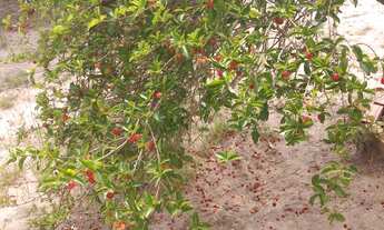 Imagem 4: Sítio a venda em Itaboraí próximo au sítio do peixe!