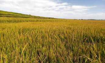 Imagem 7: Fazenda/Sítio/Chácara para venda possui 150000000 metros quadrados com 3 quartos