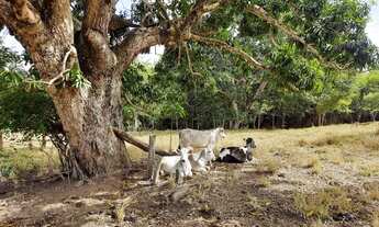 Imagem 4: Bela Vista de Goiás - Chácara