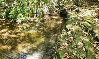 Imagem: Girassol Goias chacara