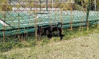 Imagem 4: Apartamento para alugar ou vender, Recanto Vista Alegre, Cotia, SP