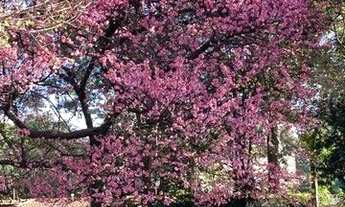 Imagem 4: Casa com 4 dormitórios para alugar, 392 m² por R$ 89.241,59/mês - Campo Belo - São Paulo/S