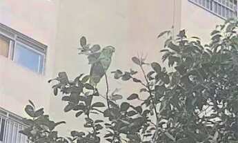 Imagem 2: Apartamento-São Paulo-TREMEMBÉ