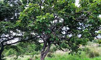 Imagem 4: Chácara em Bela vista a 75 km de Goiânia com quiosque córrego energia